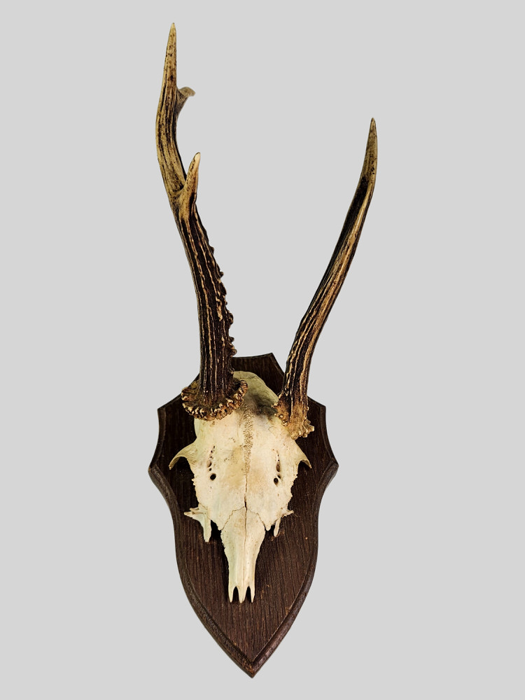 Ree Schedel met Gewei