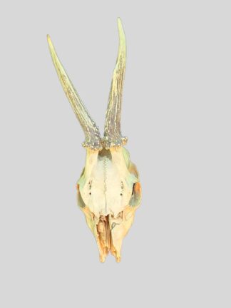 Schedel decoratie van ree