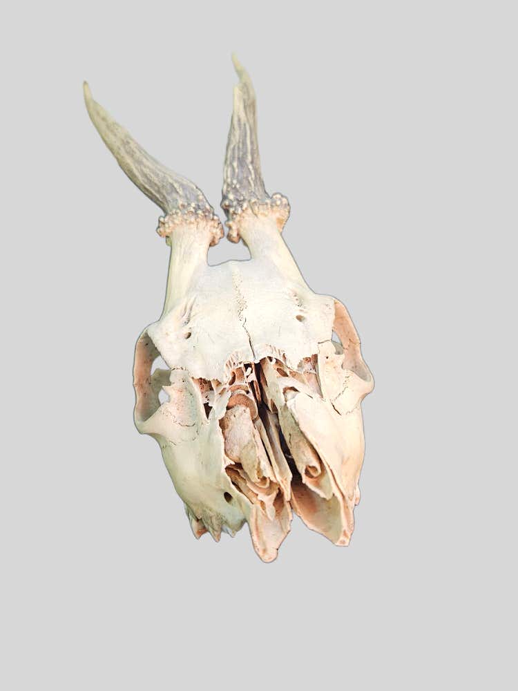 Schedel decoratie van ree - Afbeelding 2